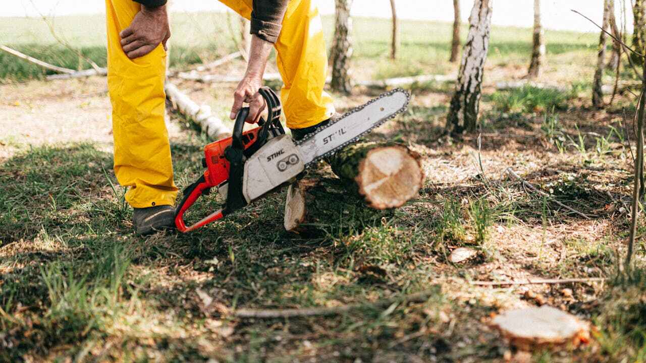 Best Tree Trimming Near Me  in USA